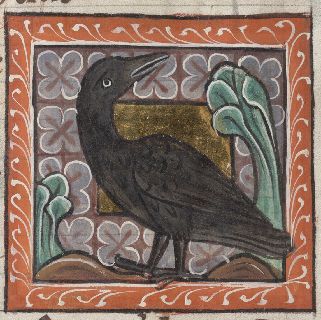 Crow looking up