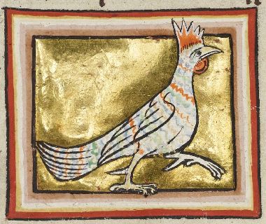 Hercinia as a bright bird