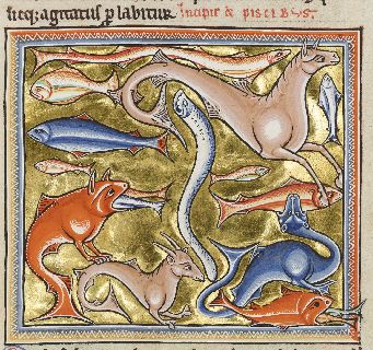 A multitude of fish