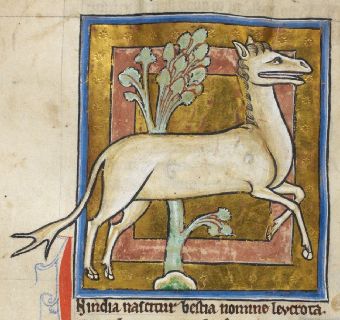 Leucrota with wide mouth
