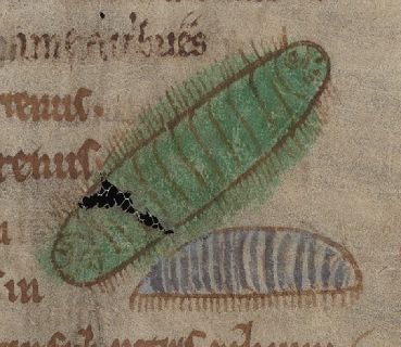 A worm with a multitude of feet