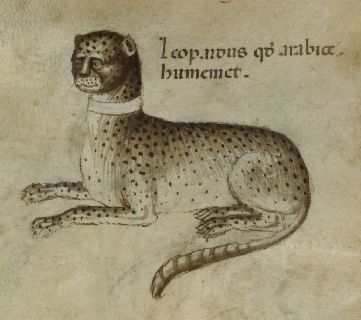 Spotted leopard with a collar