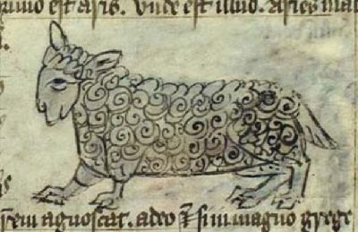 A small sheep