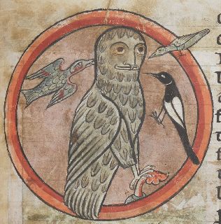 Owl harrassed by other birds